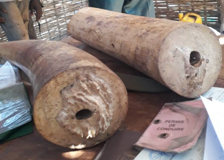 FIGHT AGAINST ORGANIZED TRANSNATIONAL CRIME: two elephant tusks seized by the Kedougou customs’ unit
